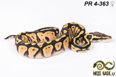 hadi na prodej, mládě, český chov hadů, odchov hadů, mojihadi.cz, Python regius, ballpython, krajta královská, Pastel, poss het Orange Ghost